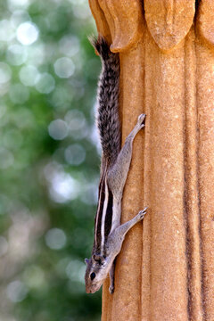 Gerbos indios, Rajastan