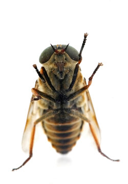 Insect, Pale Giant Horsefly, Tabanus bovinus