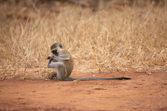 Samburu National Reserve, Kenya, Africa.