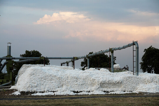 A mountain of cotton, just came in from the fields.