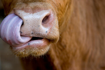 Cow cleaning its nose with its tongue.