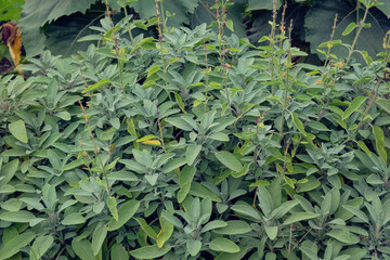 Sage leaves grow in the vegetable garden. Growing spices for further use. Farming and harvesting.