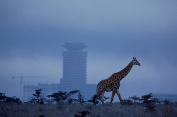 A giraffe walks by man made structure in Nairobi National Park, Kenya.