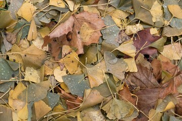 fallen leaves on the ground in the autumn