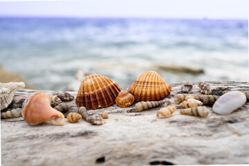 shells collected on the beach representing a family