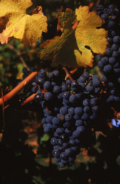 grape harvest vine
