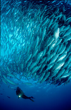 Bigeye trevally and scuba diver, Caranx sexfasciatus, Malaysia, S&Atilde;&fnof;&Acirc;&frac14;dchinesisches Meer, South chinese sea, Tioman