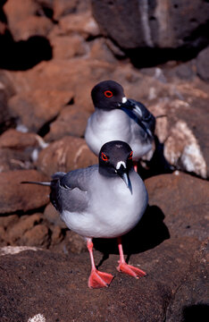 swallow tailed gulls, Creagrus furcatus, Ecuador, South America, Galapagos, Island, Pacific Ocean
