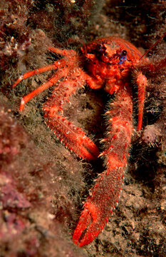 crab, Galathea strigosa, Croatia, Istria, Mediterranean Sea