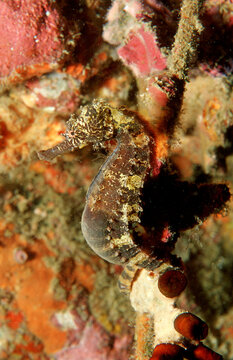 Spotted seahorse, Hippocampus kuda, Thailand, Indian Ocean, Phuket, Similan Islands, Andaman Sea