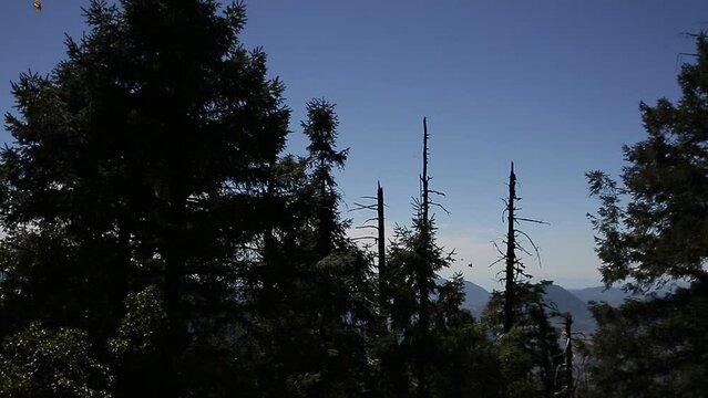 Monarch butterfly in the Mexican forests