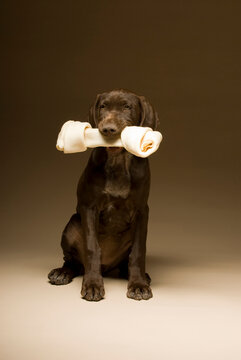 A german shorthaired pointer sitting for a portrait, Fort Collins, Colorado.