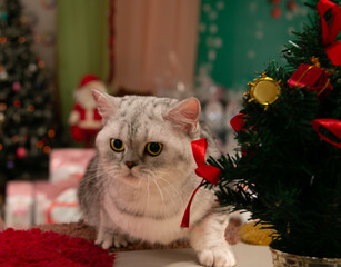 Cat under the Christmas tree with toys. Scottish Straight with bright orange eyes sits near the Christmas tree. Christmas and New Year concept.