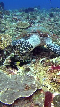 Vertical video of Hawksbill turtle (Eretmochelys imbricata) eating coral