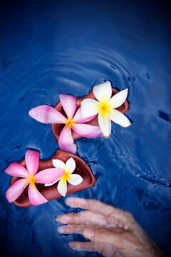A female hand reaching towards floating tropical flowers Plumeria (common name Frangipani), floating in water, on the island of
