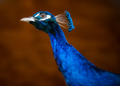 close-up of a peacock, look dark background