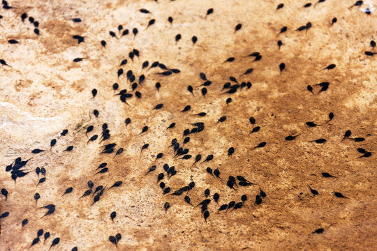 Elevated view of tadpoles swimming in lake, Canaima National Park, Venezuela