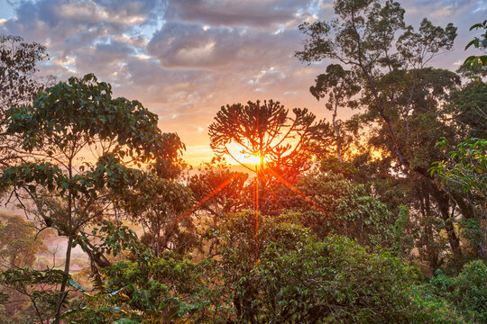 View of trees in forest during sunrise