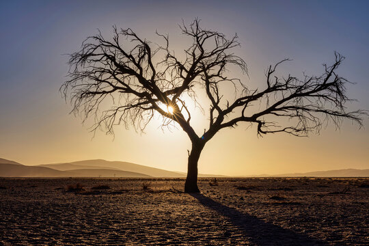 Panoramic view of sand dunes and bare tree during sunset at Sossusvlei, Namibia, Africa