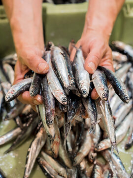 Man holding anchovy fish