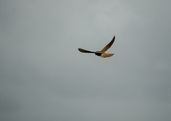 detailed close up of a kestrel (Falco tinnunculus) bird raptor hovering, scanning for prey
