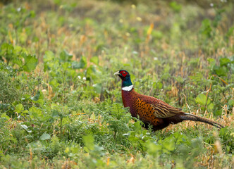 male cock pheasant (Phasianus colchicus) feeding amongst autumn flora