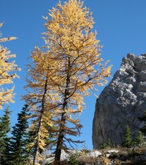 Larch trees beside the cliff