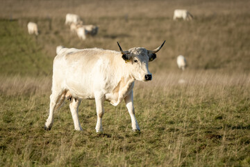 close up of a horned white park cattle cow on chalkland meadow, Wilts UK