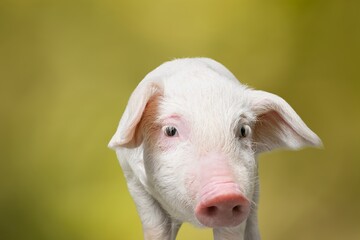 Cute young pink pig outdoor