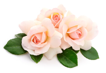 Beautiful pink roses. - 550115203