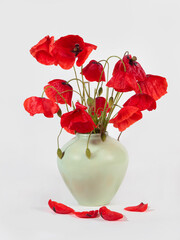 Bouquet of red poppies in a vase on a white background