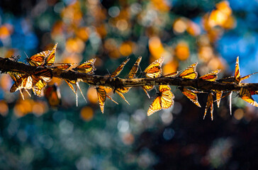 Monarch butterflies (Danaus plexippus) are sitting on branches in the forest in the park El...