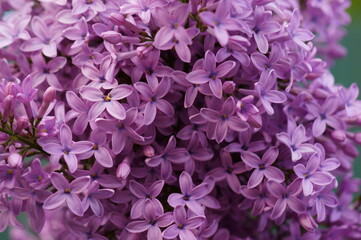 A blooming branch of lilac. Spring floor. Beauty is in nature.