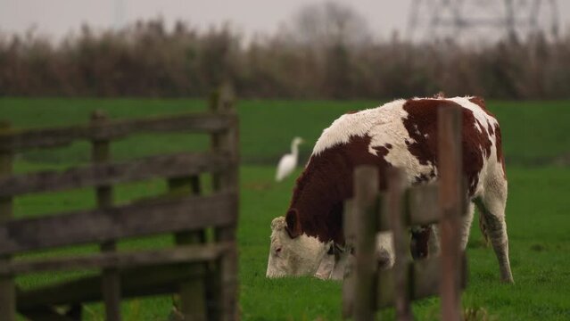 Two Dutch cows grazing in a meadow behind a wooden fench and with a great egret on the background
