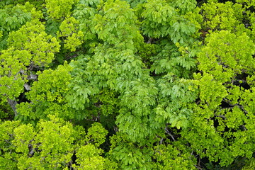 Naklejka premium There is still existing rainforest. Here near Cidade de Deus, Manaus - Amazonas, Brazil.