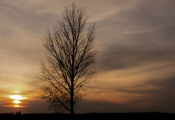 sunset in the forest