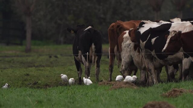 A flock of cattle egrets (Bubulcus ibis) foraging next to Dutch cows