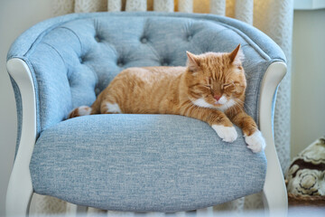 Obraz premium Big red funny cat lying sleeping on velvet chair at home