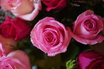 close-up of a passionate pink rose flower covered with raindrops. on a flower bouquet.