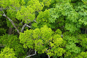Naklejka premium There is still existing rainforest. Here near Cidade de Deus, Manaus - Amazonas, Brazil.