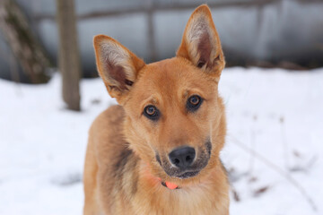 fawn dog closeup photo on snowy white background