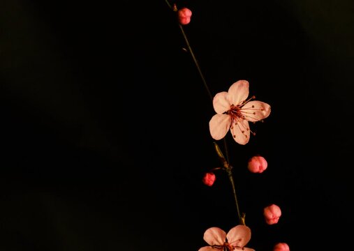 Timelapse Of Cherry Blossom Opening