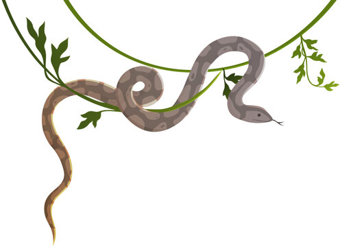 Snake crawling on vine isolated on white. Python on liana vector illustration. Large non-poisonous tropical snake, reptile animal inhabitant of southern regions, exotic danger serpent on tree