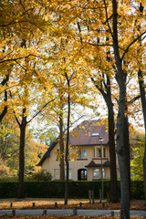 Fototapeta na wymiar Autumn landscape, a house among the yellow autumn trees and leaf covered walkway