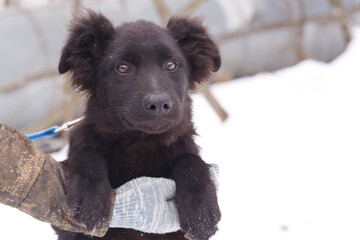 cute black puppy dog closeup portrait with human hands on snowy winter background