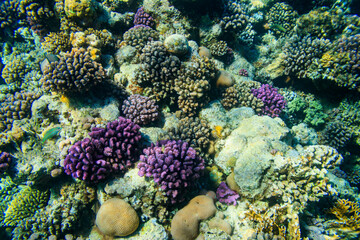 Naklejka na ściany i meble Coral reef in the Red sea in Ras Mohammed national park, Sinai peninsula in Egypt