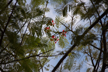 red woodpecker on a tree a beautiful flower 