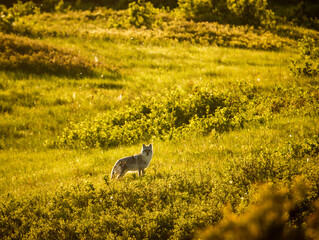 Coyote in Alberta Grasslands posing in field at Wainwright dunes Alberta