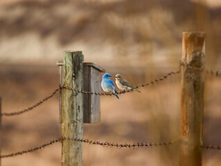 Mountain Bluebird Pair perched on wire fence beside nesting box at Glenbow Ranch Provincial Park