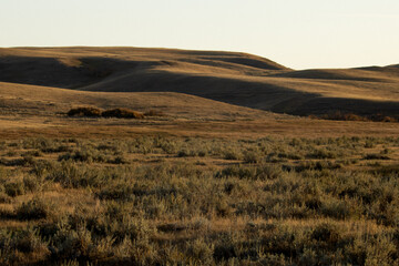 Native Alberta Grasslands Coulee with Sage Brush near Medicine Hat